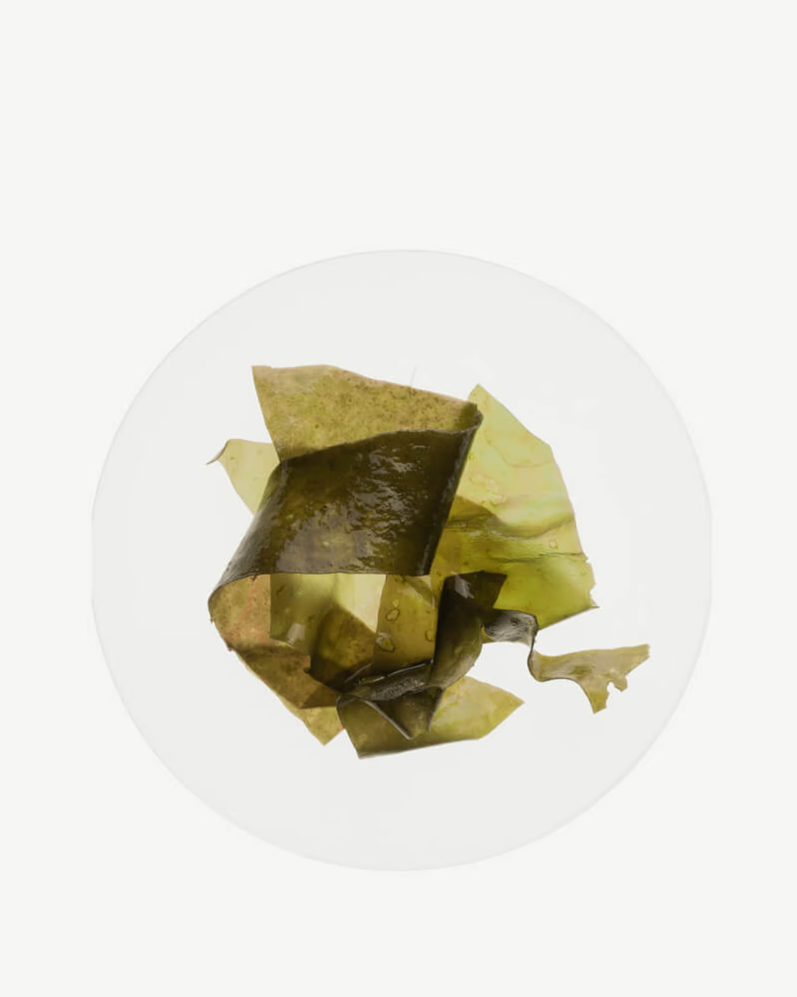 Brown Algae (Ascophyllum nodosum)
