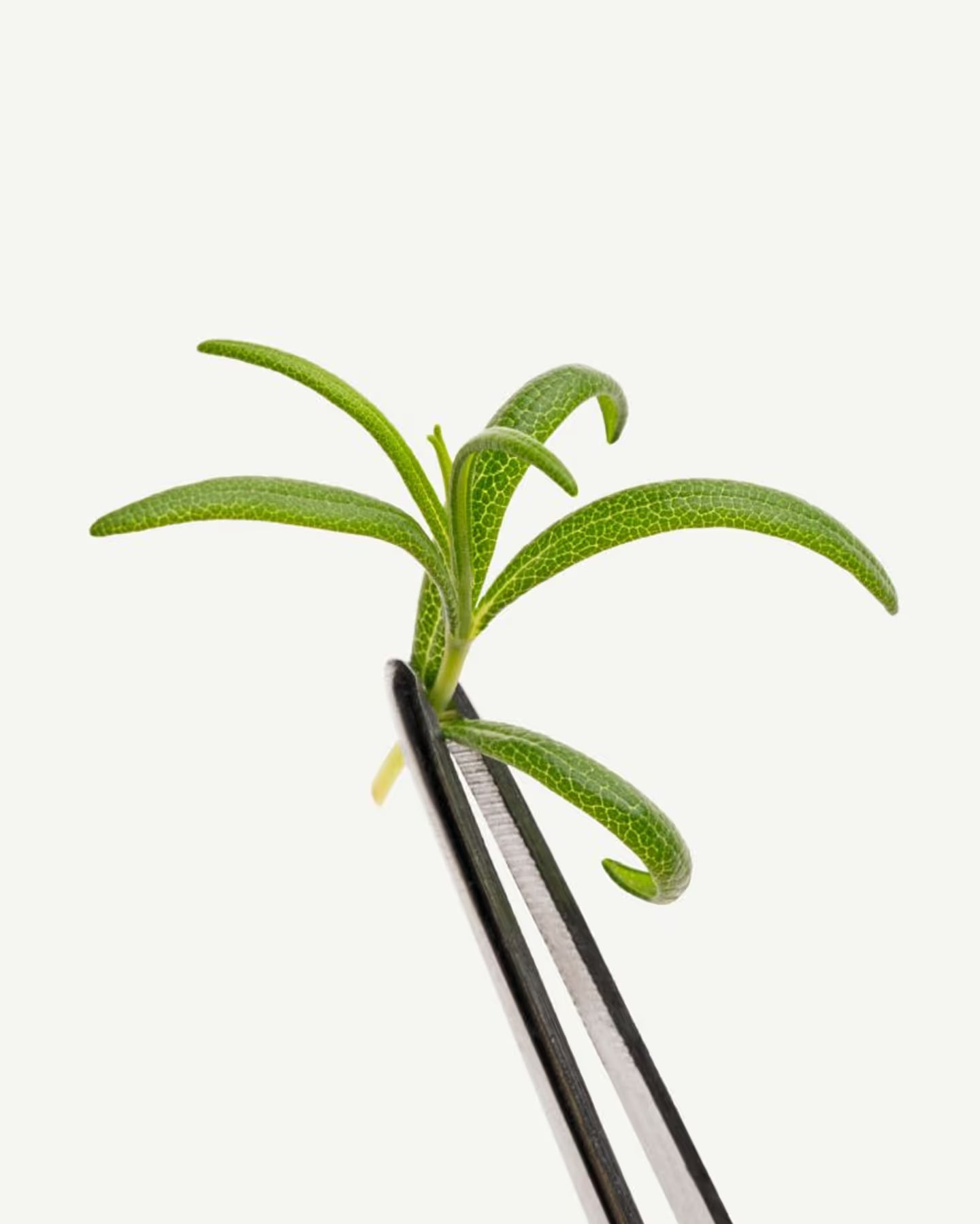 Rosemary Leaf Extract